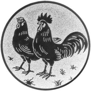 Kleintierzucht Hühner